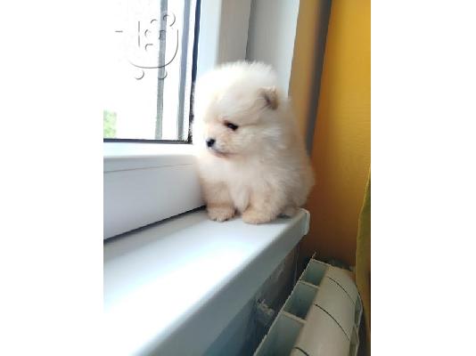 Όμορφα κουτάβια Pomeranian Spitz